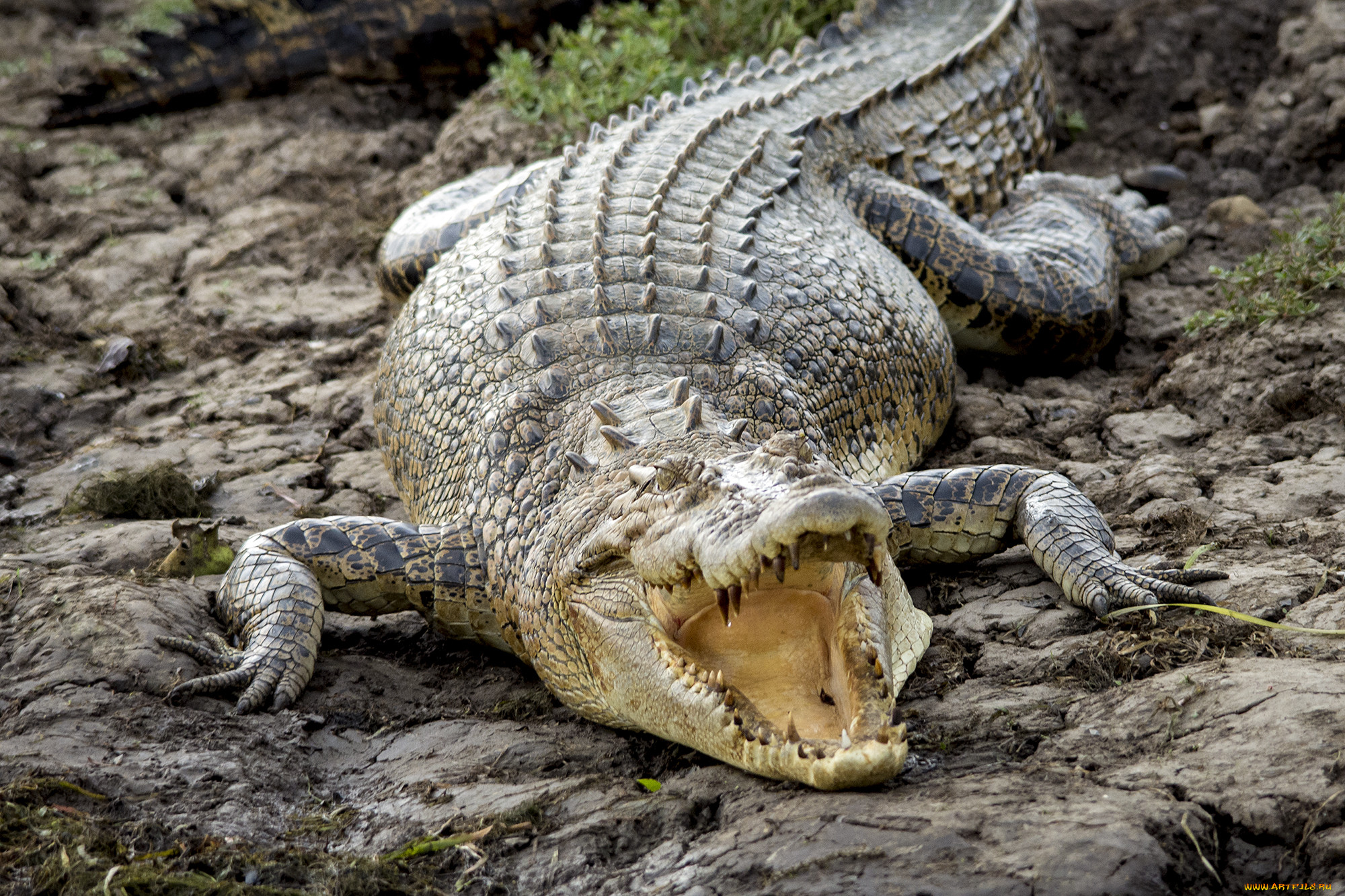 Гребневидный крокодил